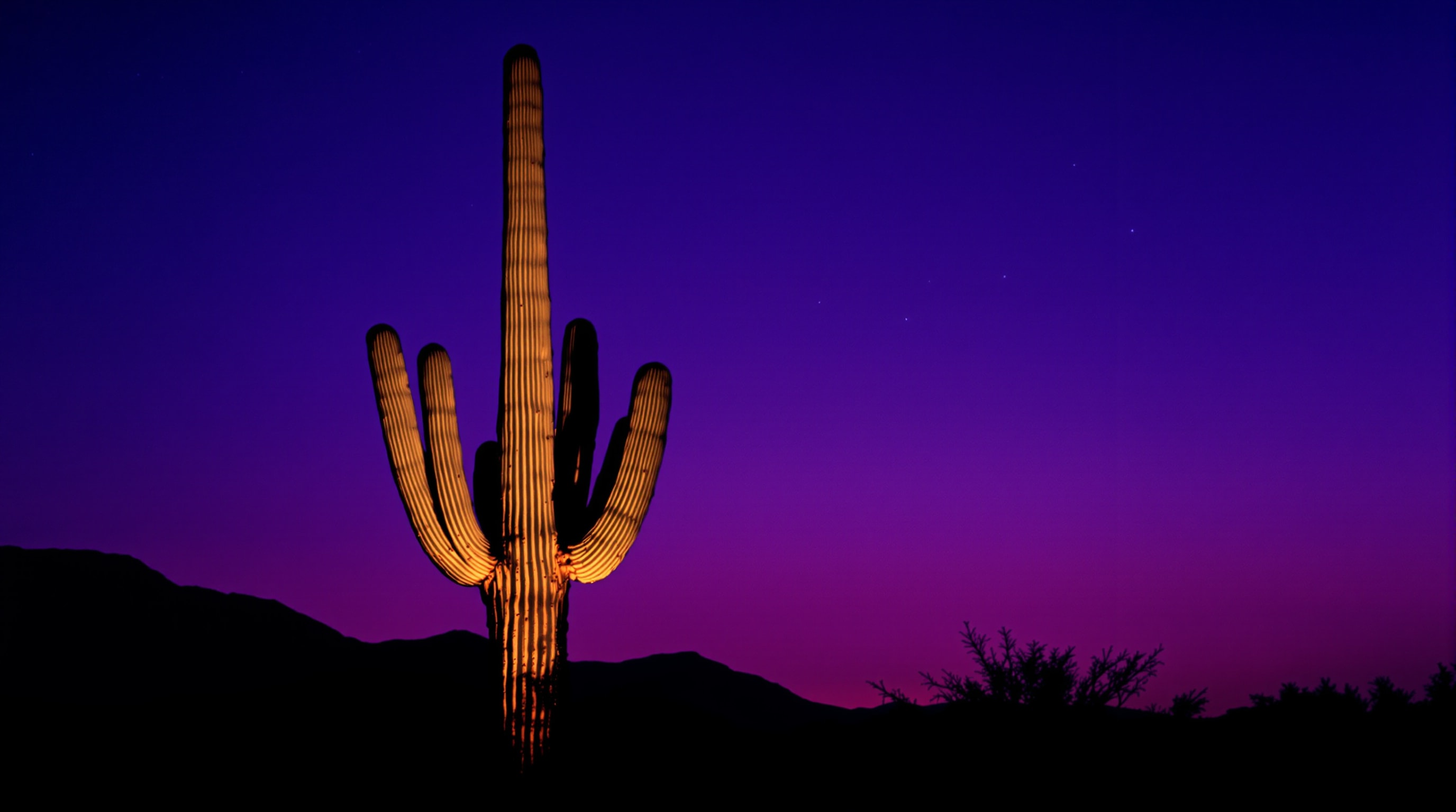 A single ancient saguaro cactus silhouetted against a deep violet twilight sky